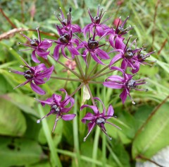 Allium wallichii