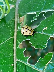 Platyphora fraterna