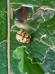 Platyphora fraterna