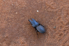 Crepidopterus