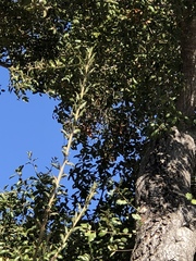 Quercus agrifolia