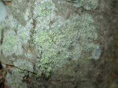 Buellia griseovirens