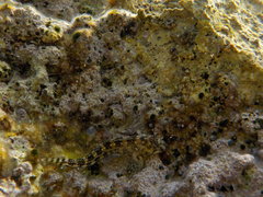 Coryphoblennius galerita