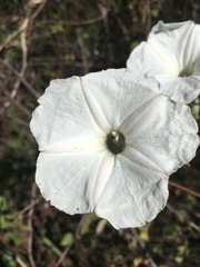 Ipomoea proxima