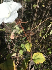 Ipomoea proxima
