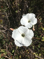 Ipomoea proxima