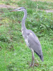 Ardea cinerea