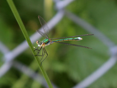 Lestes sponsa