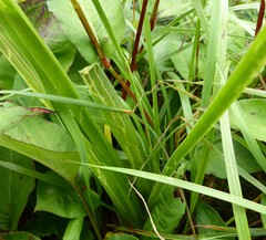 Allium wallichii