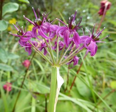 Allium wallichii