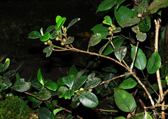 Ficus oleifolia
