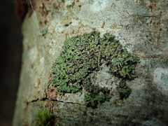 Physconia perisidiosa