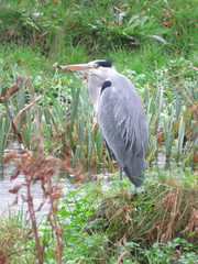 Ardea cinerea