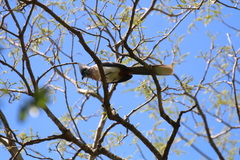 Coua cristata