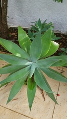 Agave