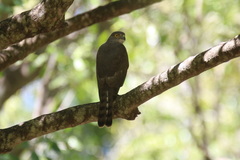 Accipiter francesiae
