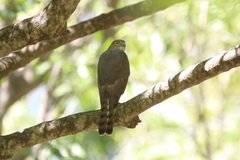 Accipiter francesiae