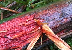 Phanerochaete sanguinea