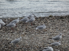 Chroicocephalus ridibundus