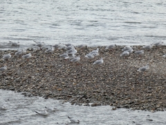 Chroicocephalus ridibundus