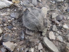 Phrynosoma taurus