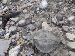 Phrynosoma taurus