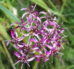 Allium wallichii