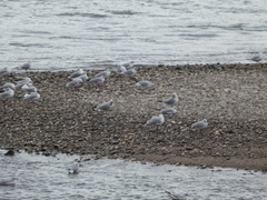 Chroicocephalus ridibundus