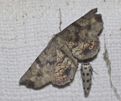 Parepisparis excusata