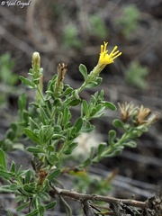 Chiliadenus iphionoides