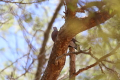 Nesoenas picturatus