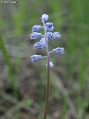 Muscari parviflorum