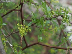Searsia tripartita