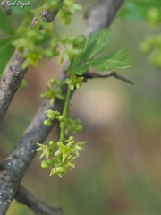 Searsia tripartita
