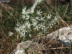 Vagaria parviflora
