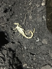 Centruroides vittatus