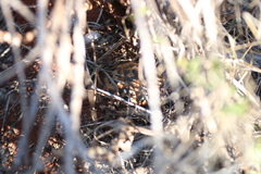 Pyxis arachnoides oblonga