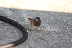 Junco hyemalis pinosus