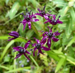 Allium wallichii