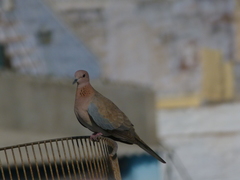Streptopelia senegalensis