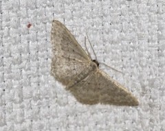Idaea eretmopus