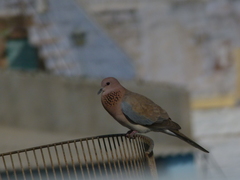 Streptopelia senegalensis