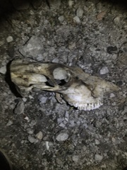 Bos