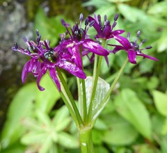 Allium wallichii