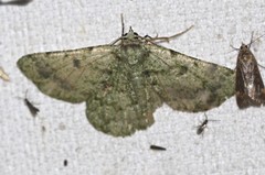 Aeolochroma viridicata