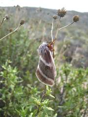 Hemileuca peninsularis