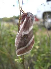 Hemileuca peninsularis