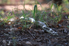 Acrantophis dumerili