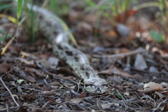 Acrantophis dumerili