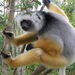 Diademed Sifaka - Photo (c) c_michael_hogan, some rights reserved (CC BY-NC), uploaded by c michael hogan